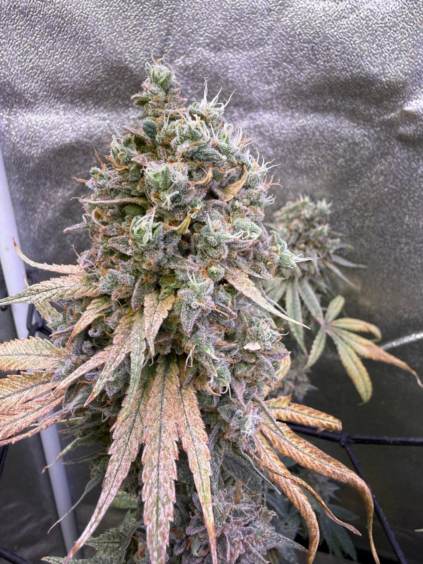 A close-up of a cannabis plant bud with green and orange pistils, covered in white trichome crystals, set against a reflective silver grow tent backdrop.
