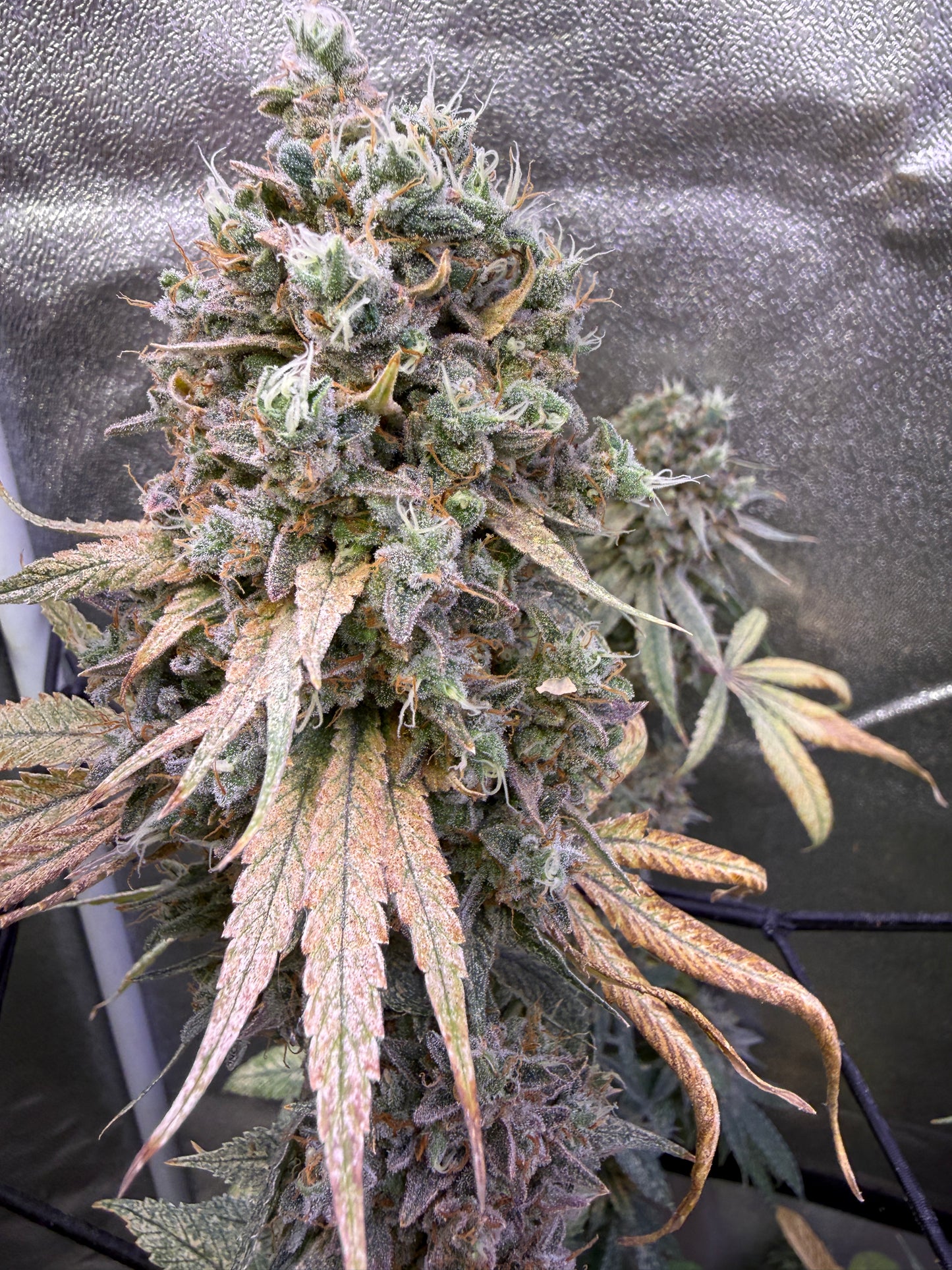 A close-up of a flowering cannabis bud with multiple trichomes and several fan-shaped leaves showing orange and yellow variegation, photographed against a reflective silver grow blanket.