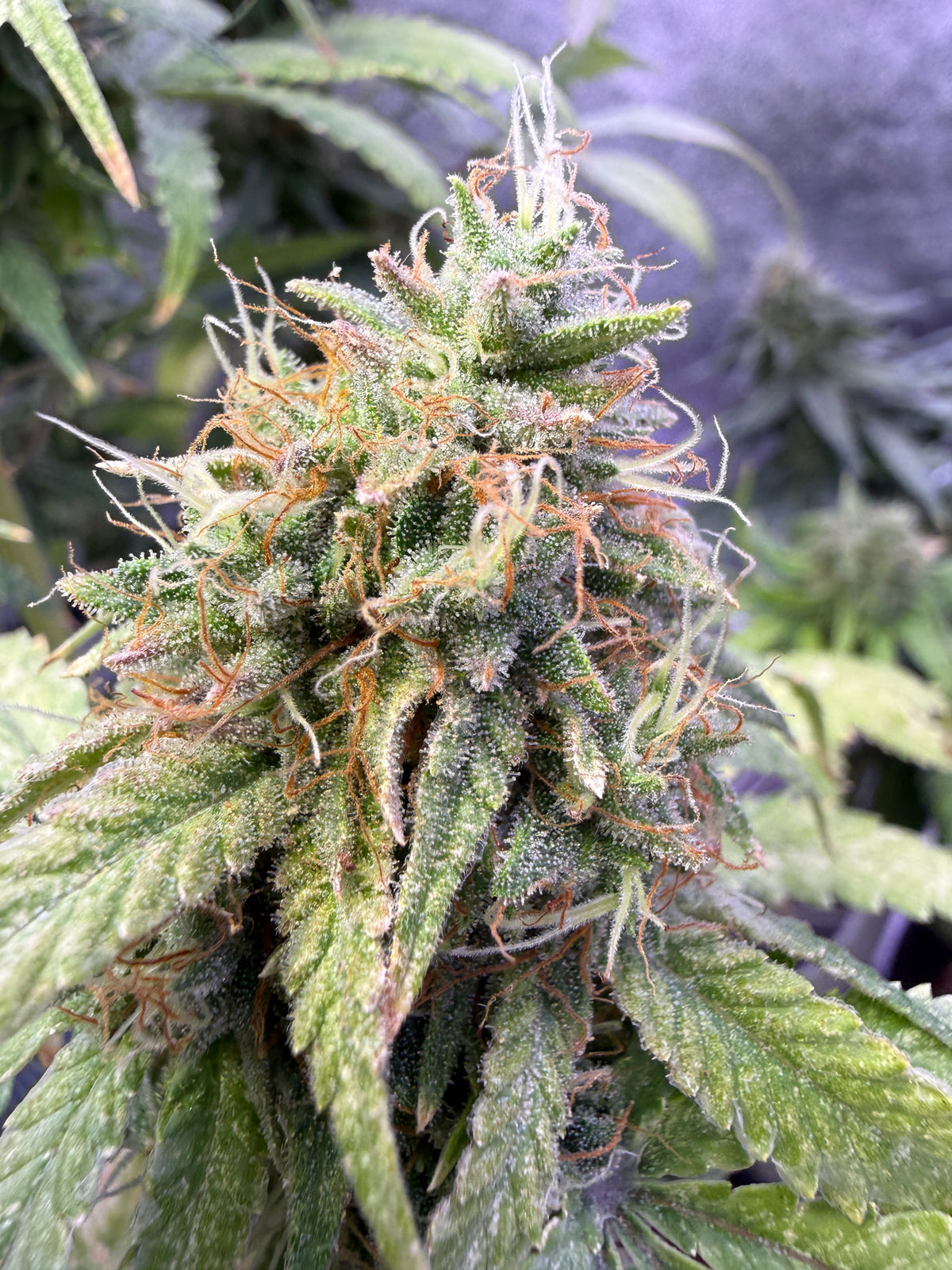 A close-up of a cannabis flower bud covered in frosty trichomes, with green leaves and orange pistils in the background.
