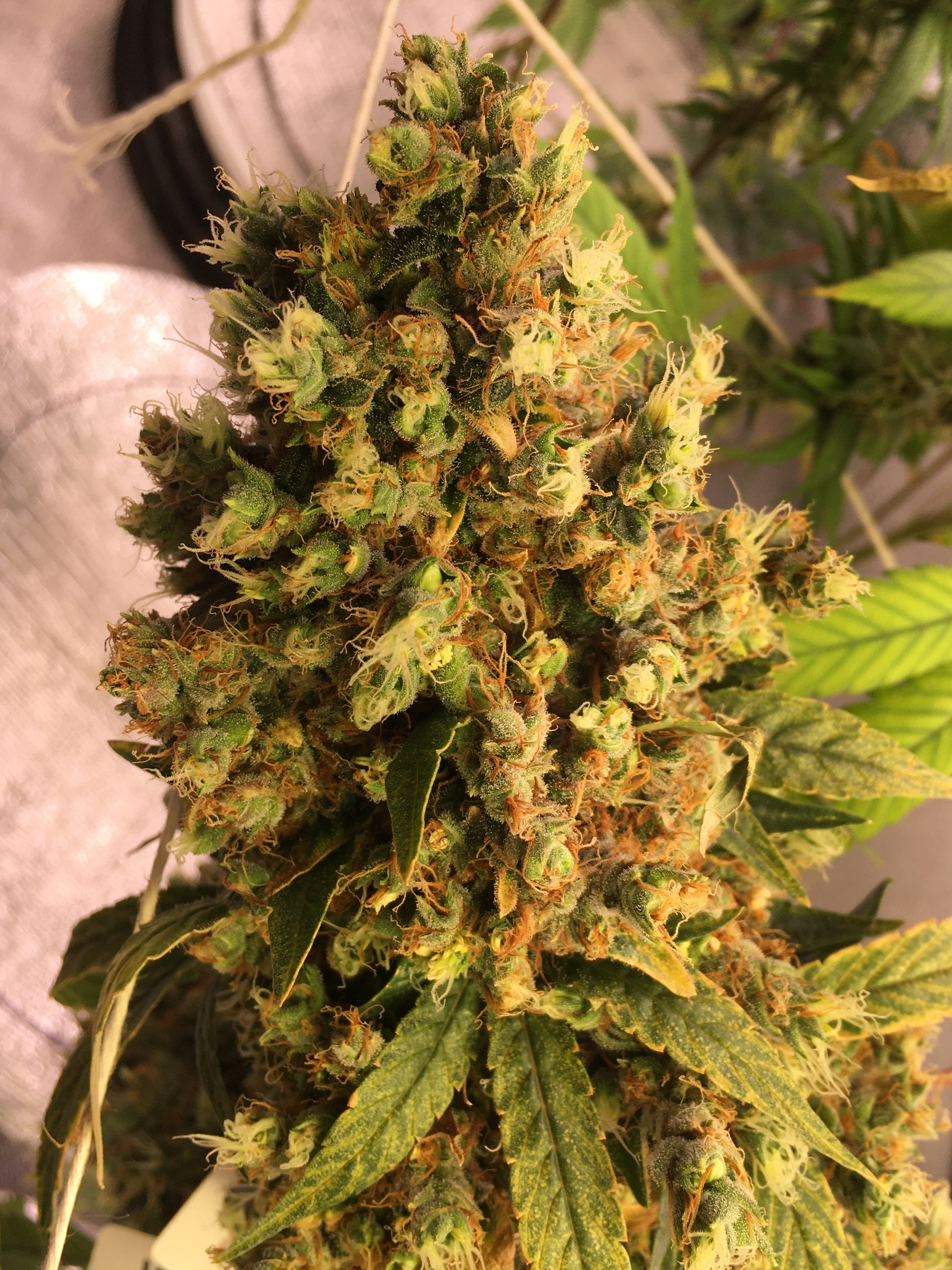 Close-up of a cannabis plant with green leaves and buds.