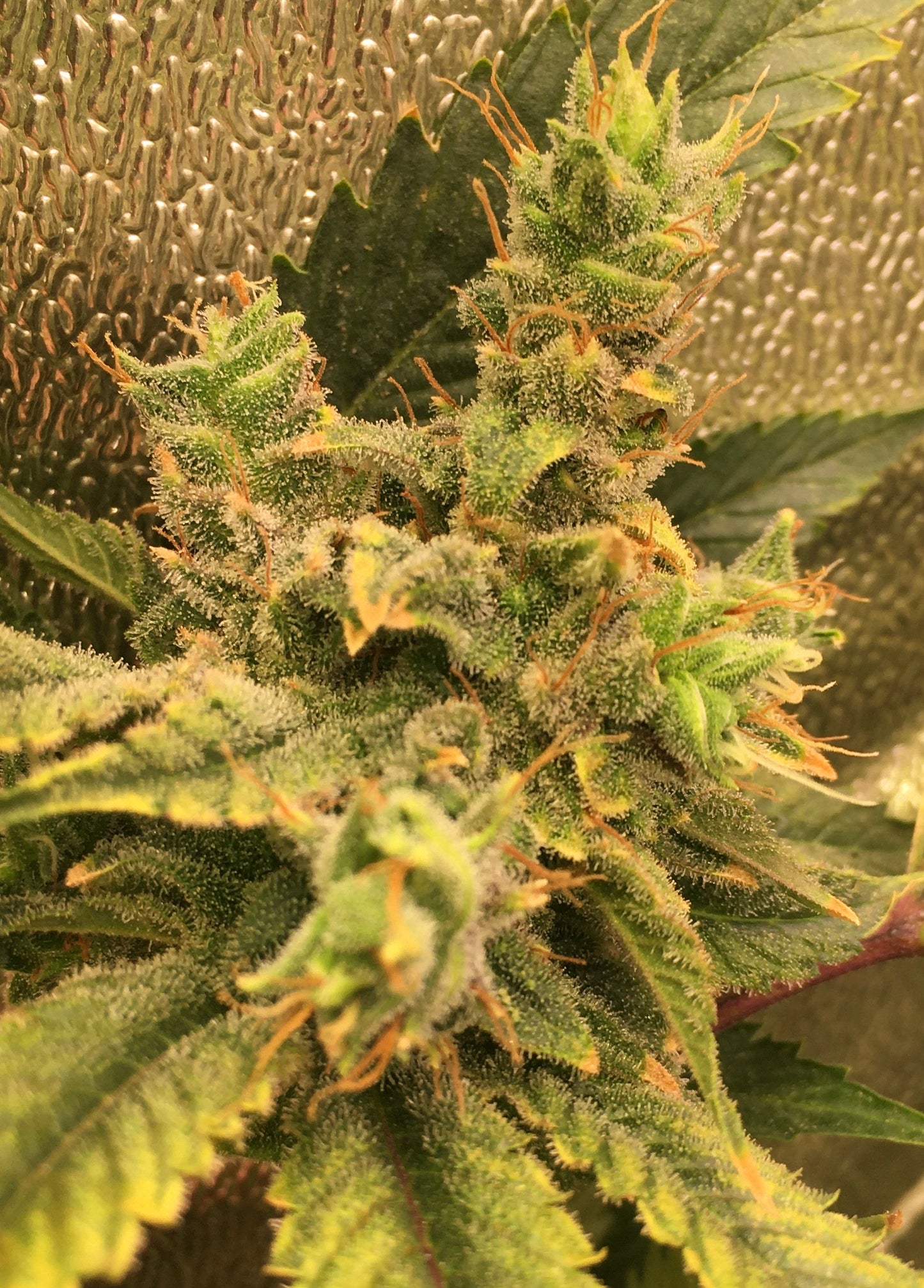 Northern Lights #7 - Breedlove Geneticse