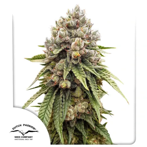 Close-up of a cannabis plant with visible buds on a white background, featuring the Dutch Passion Seed Company logo.