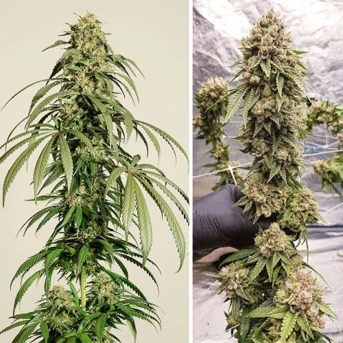 Two images of cannabis plants, one showing a plant with buds and the other showing a hand inspecting buds.