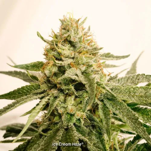 Close-up of a cannabis plant with Ice Cream Haze branding.