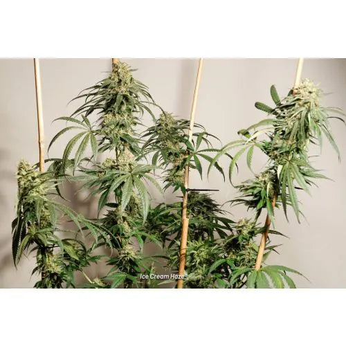 Grown cannabis plants with visible buds against a neutral background