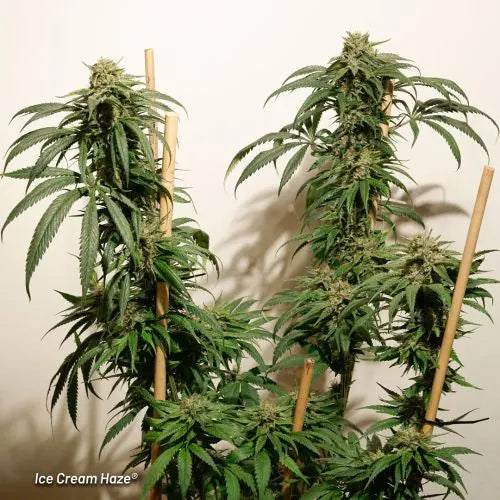 Two cannabis plants supported by wooden stakes against a plain background