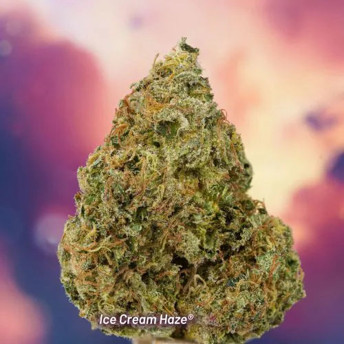 Close-up of a cannabis bud labeled 'Ice Cream Haze' against a colorful blurred background
