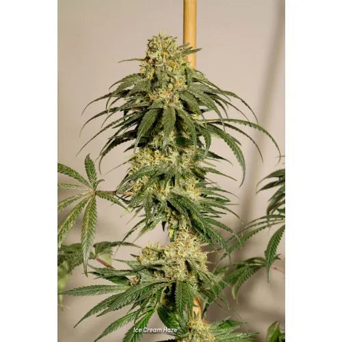 Grown cannabis plant with visible buds against a neutral background