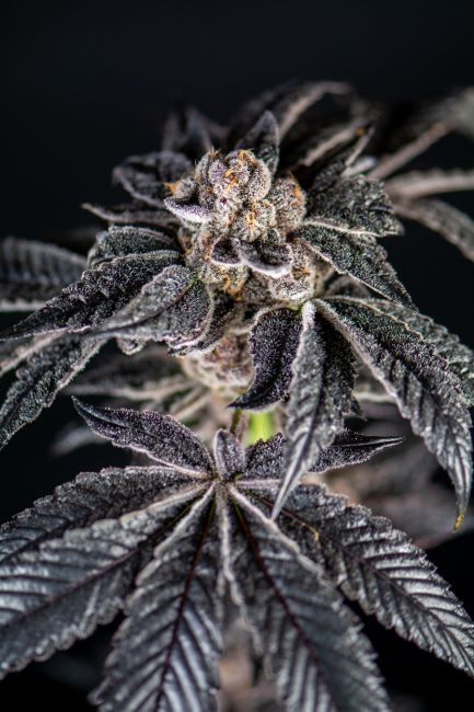 Close-up of a cannabis plant bud with dark green leaves on a black background