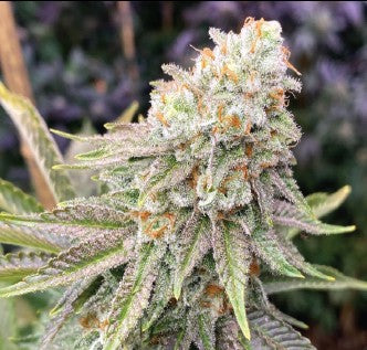 Closeup of a frosty green bud.