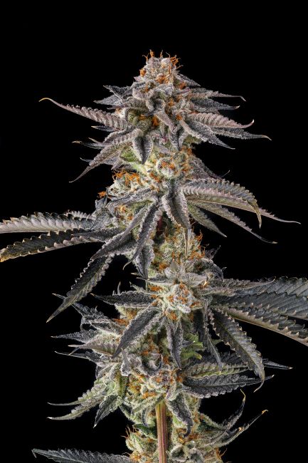 Close-up of a cannabis plant on a black background