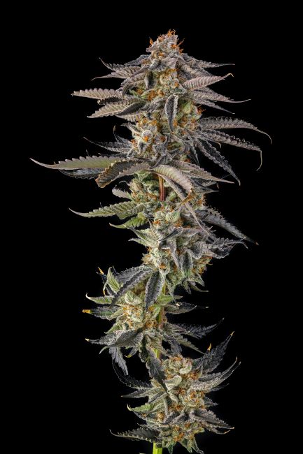 Close-up of a cannabis plant on a black background