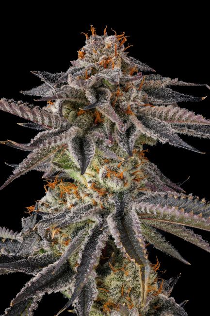 JAHrassic - Compound Genetics