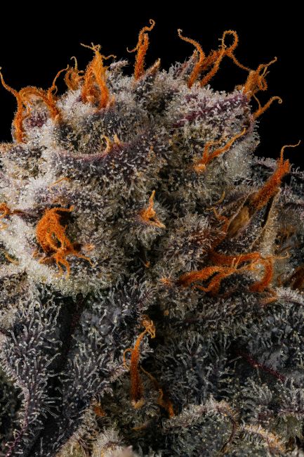 JAHrassic - Compound Genetics