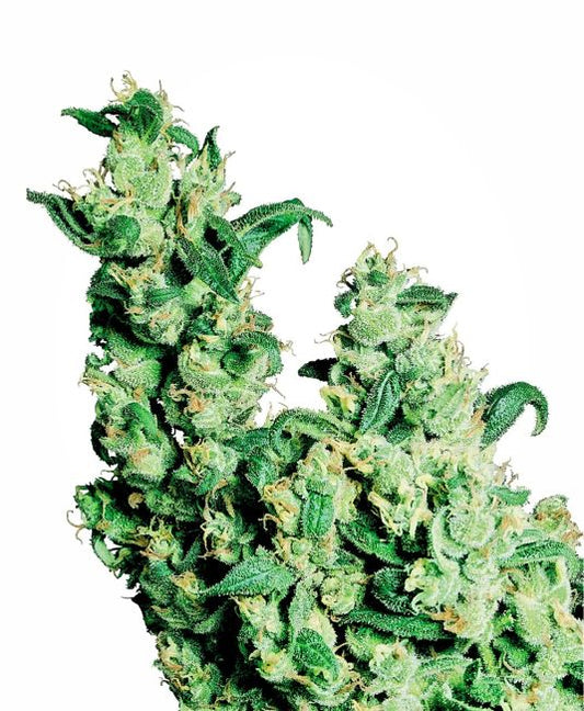Close-up of a cannabis plant with green leaves and buds on a white background