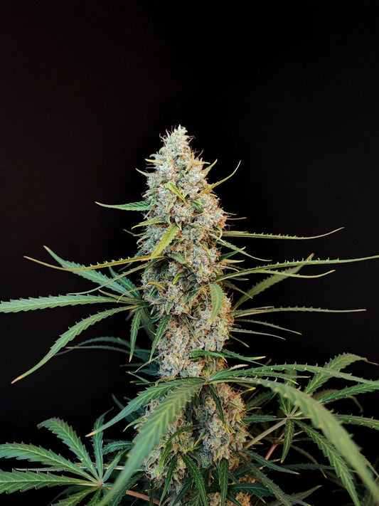 Jack Herer Auto - Fast Buds