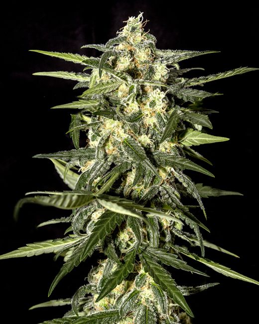Close-up of a cannabis plant with a black background