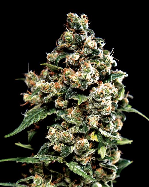 Close-up of a cannabis plant bud on a black background