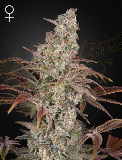 Close-up of a cannabis plant with a dark background