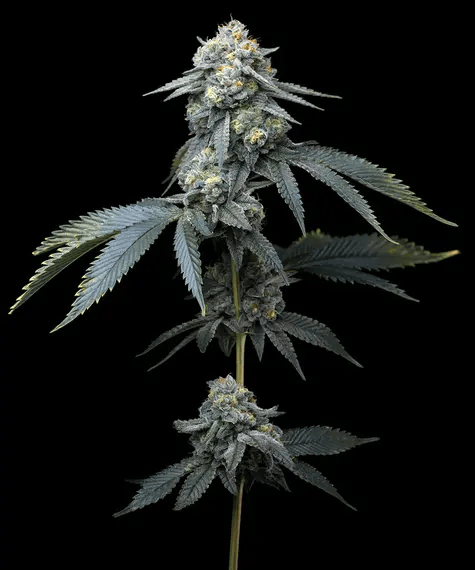 Mature cannabis plant with large buds on a black background