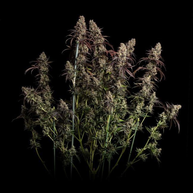 Mature cannabis plant with large buds on a black background