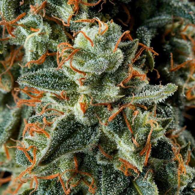 Close-up of a cannabis plant with orange trichomes on green leaves.