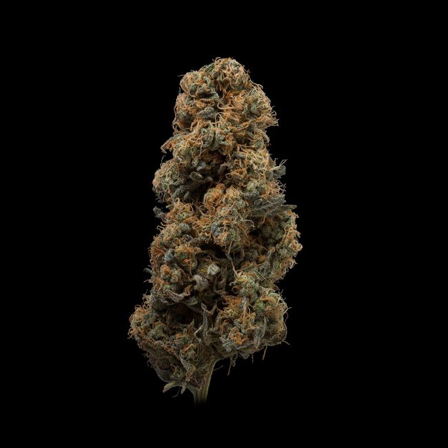 Close-up of a cannabis bud on a black background
