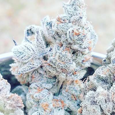 Close-up of a cannabis bud with trichomes on a blurred background