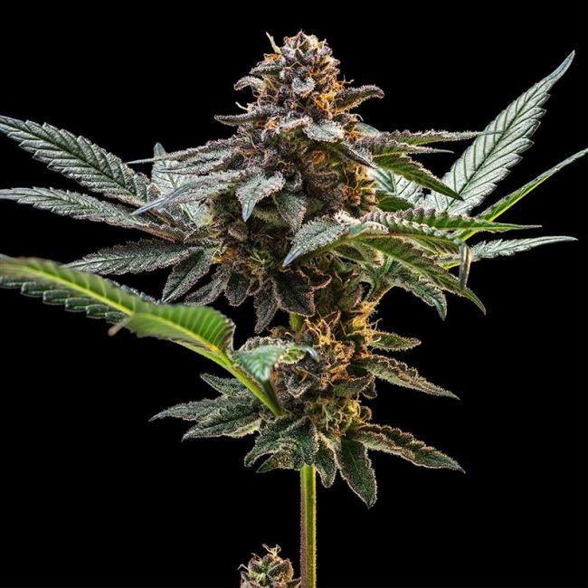 Close-up of a cannabis plant with dark background