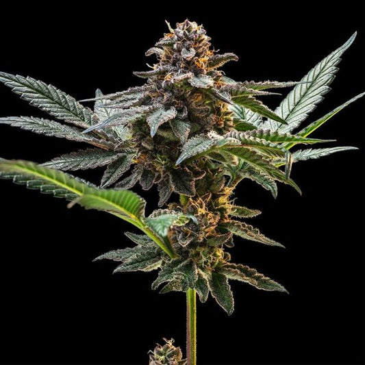 Close-up of a cannabis plant with dark background