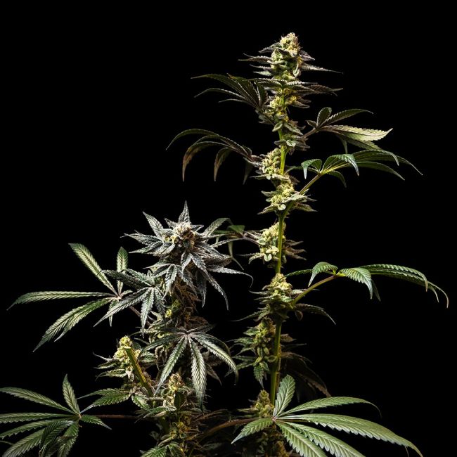 Cannabis plant with dark background