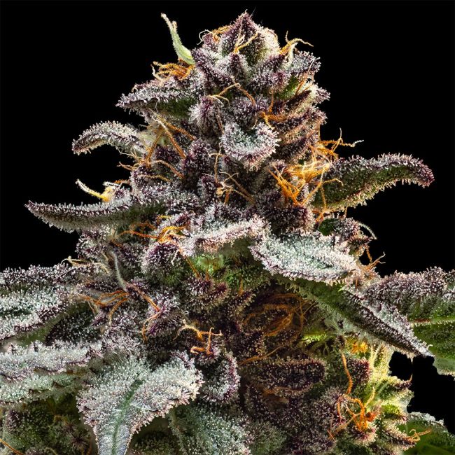 Close-up of a cannabis plant with frost on its leaves against a black background
