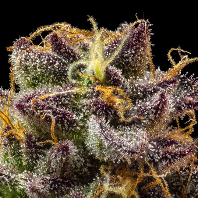 Close-up of a cannabis plant with trichomes on a black background
