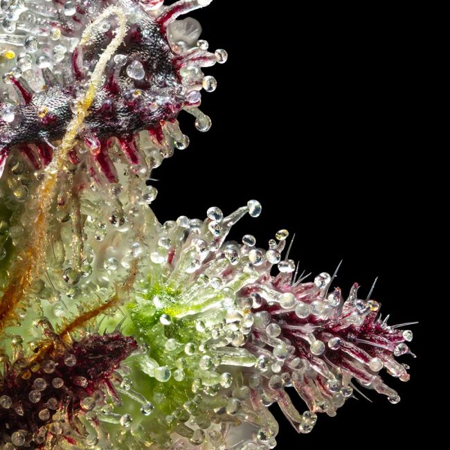 Close-up of a cannabis plant with detailed texture on a black background