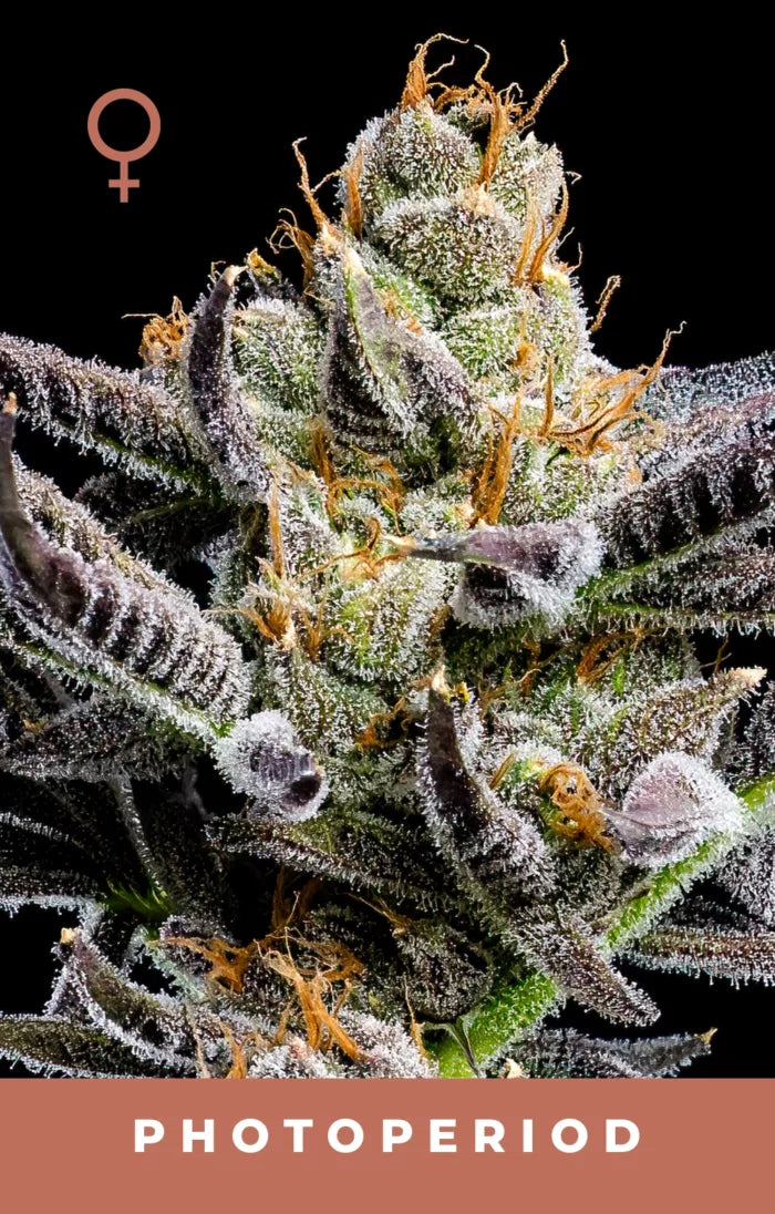 Close-up of a cannabis plant with frost on its leaves against a black background, featuring the text 'PHOTOPERIOD'.