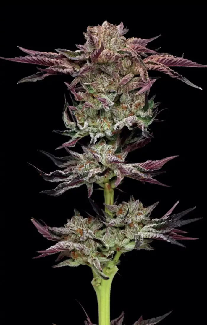 Close-up of a cannabis plant bud against a black background