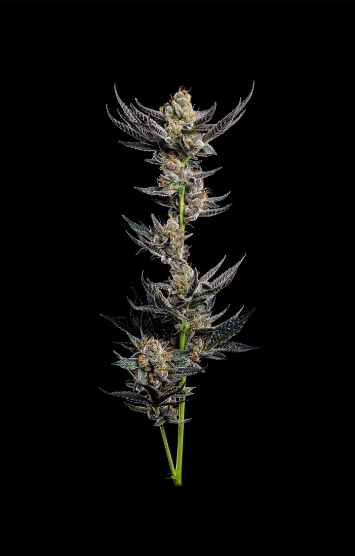 Cannabis plant with buds on a black background