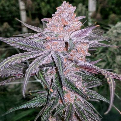 Close-up of a cannabis plant with frost on its leaves