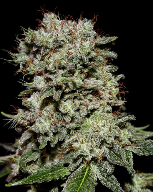 Close-up of a cannabis plant bud with a black background