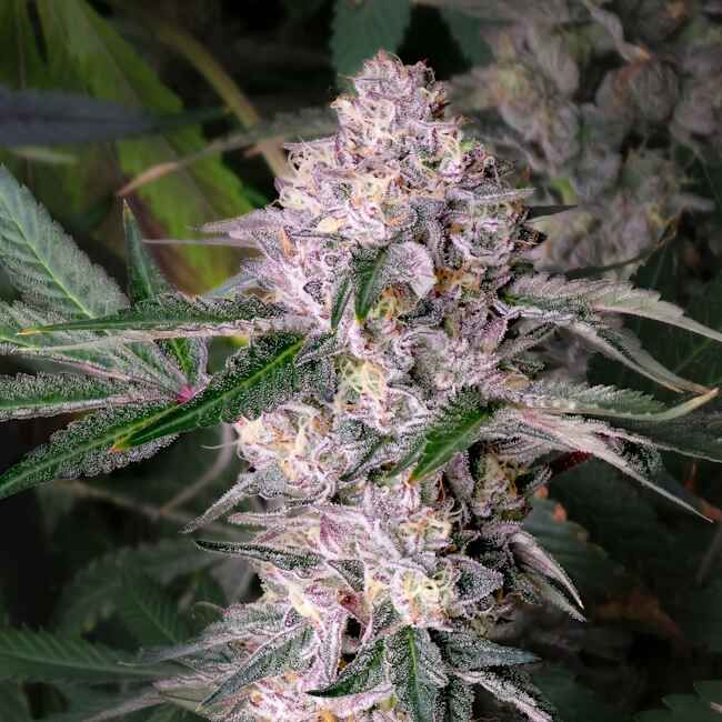 Close-up of a cannabis plant with trichomes on green leaves