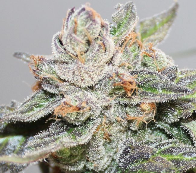 Close-up of a cannabis plant bud with frost on a gray background