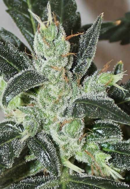 Close-up of a cannabis plant with trichomes on its leaves.