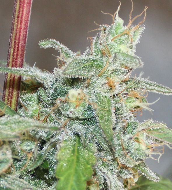 Close-up of a cannabis plant bud with trichomes on a blurred background