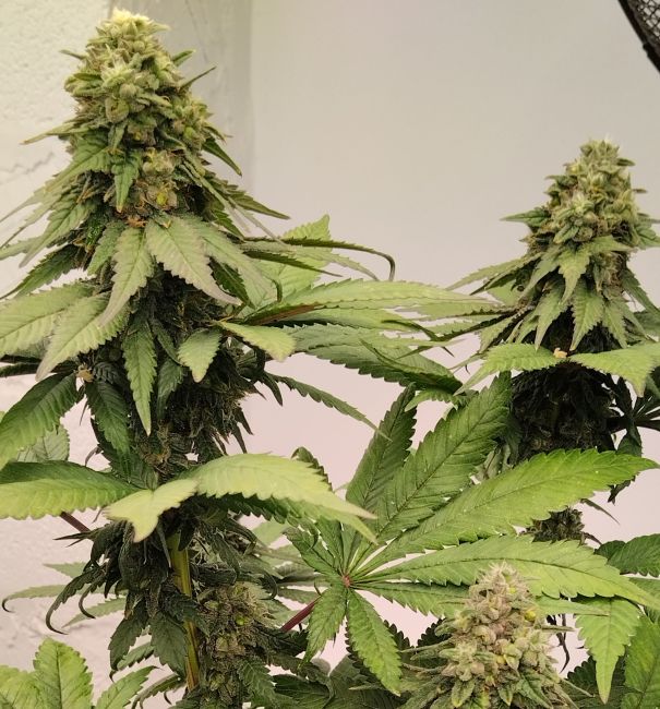 Close-up of a cannabis plant with large green leaves and buds.