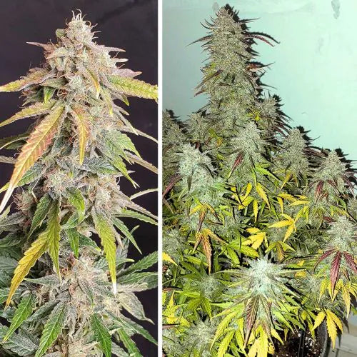 Two images of cannabis plants side by side, one on a dark background and the other on a light green background.