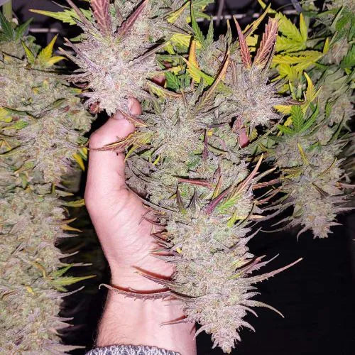 Hand holding a large cannabis plant with dense buds against a dark background