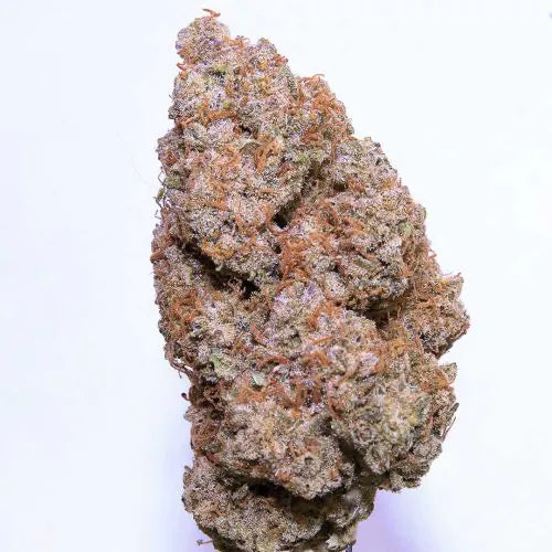 Close-up of a large cannabis bud on a white background