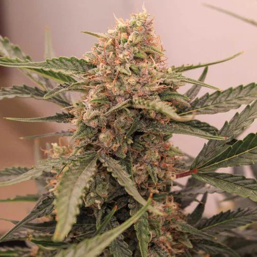 Close-up of a cannabis plant with green leaves and visible buds.