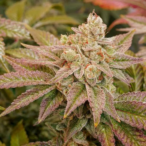 Close-up of a cannabis plant with a focus on its trichomes and leaves.