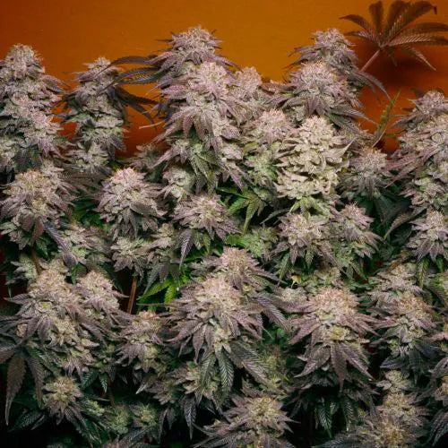 Close-up of a cannabis plant with dense buds against an orange background